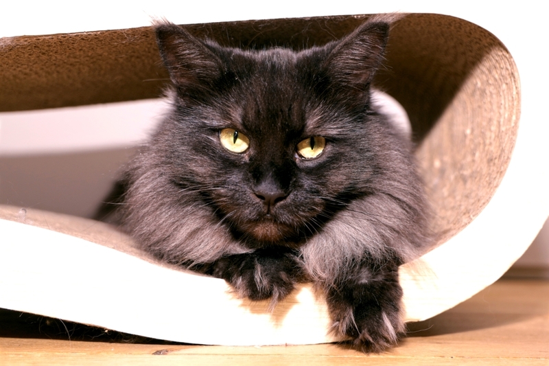 Какие клички котов-мальчиков породы мейн-кун вам подойдут?