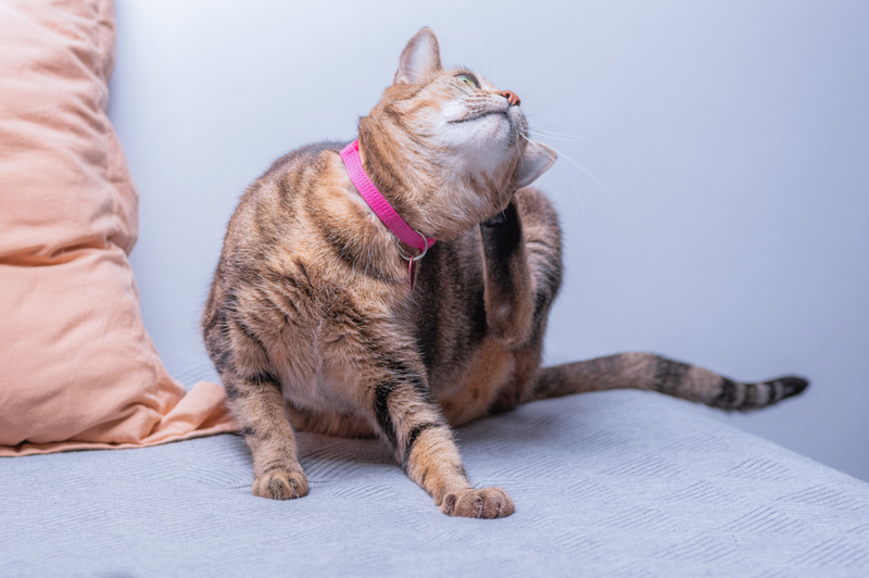 Блошиный дерматит может быть у любой кошки