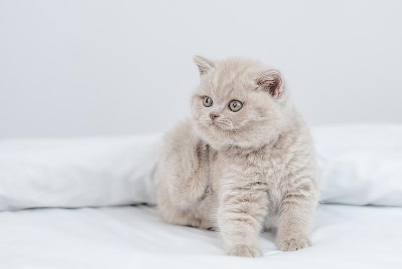 У молодых котов блошиный дерматит также может быть