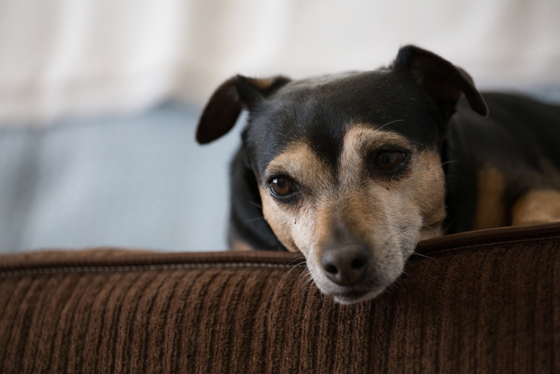 Собаке с артрозом противопоказаны прыжки