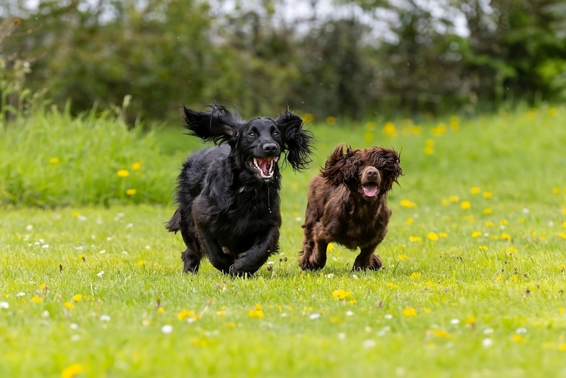 Черный и коричневый спаниель на фото