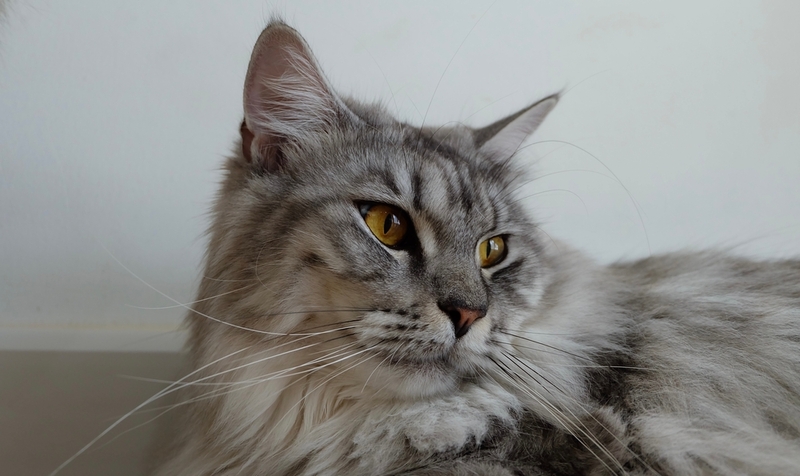 У большинства кошек глаза янтарного цвета