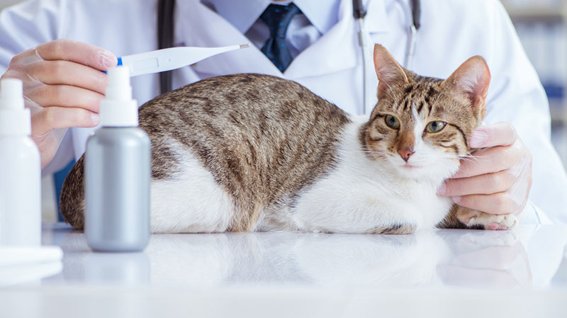 определить, что кот заболел можно измерив температуру