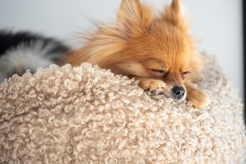 Владельцу необходимо точно знать, как долго длится беременность у шпица