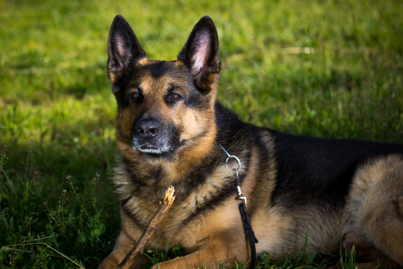 Саркома сосудов чаще появляется у такой породы собак как овчарки