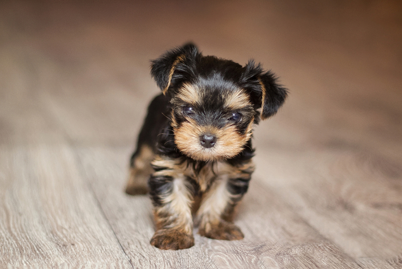 Милый щенок черного йорка