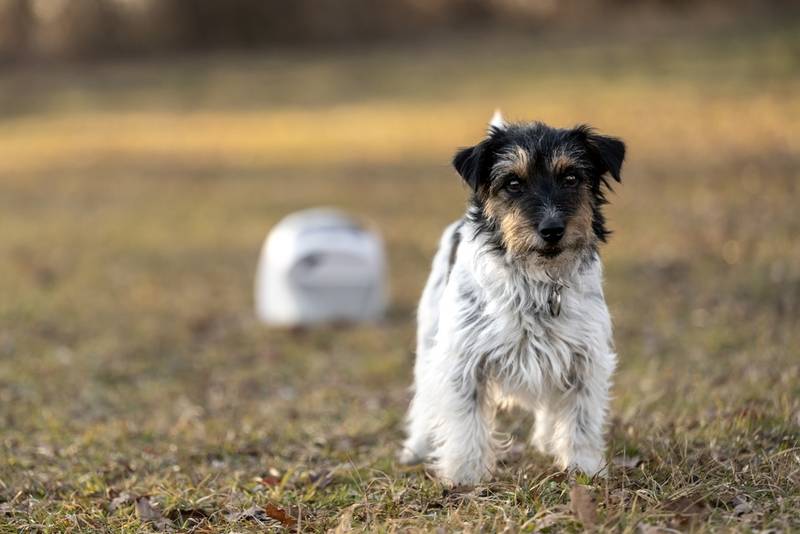 Джек-рассел-терьер – активная и добродушная порода собак 