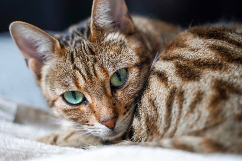 Воспаление матки (пиометра) у кошек