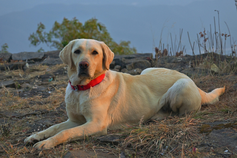 Лабрадор во время течки требует ухода