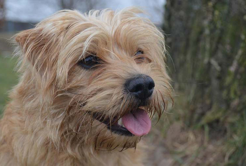 Голландский смаусхонд – молосс