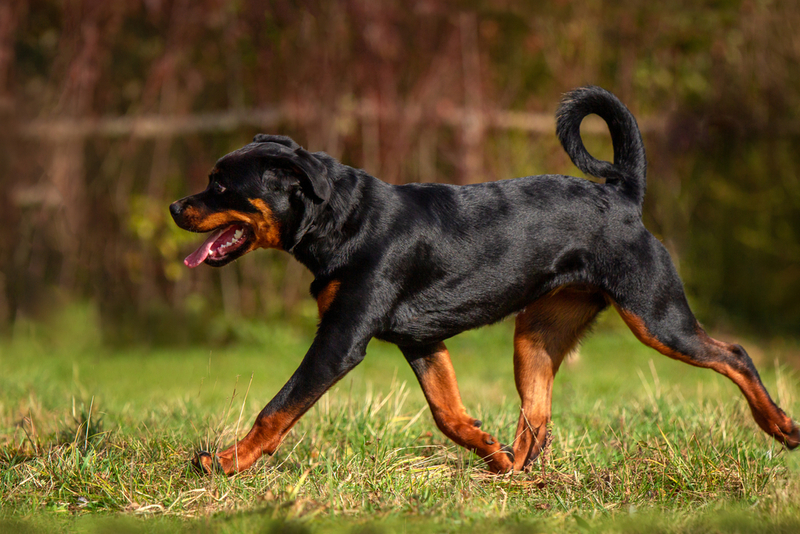 Важно контролировать, сколько весит ротвейлер