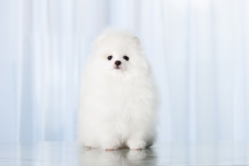 Собака породы шпиц белого окраса