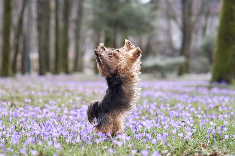 Черный йоркширский терьер на выгуле
