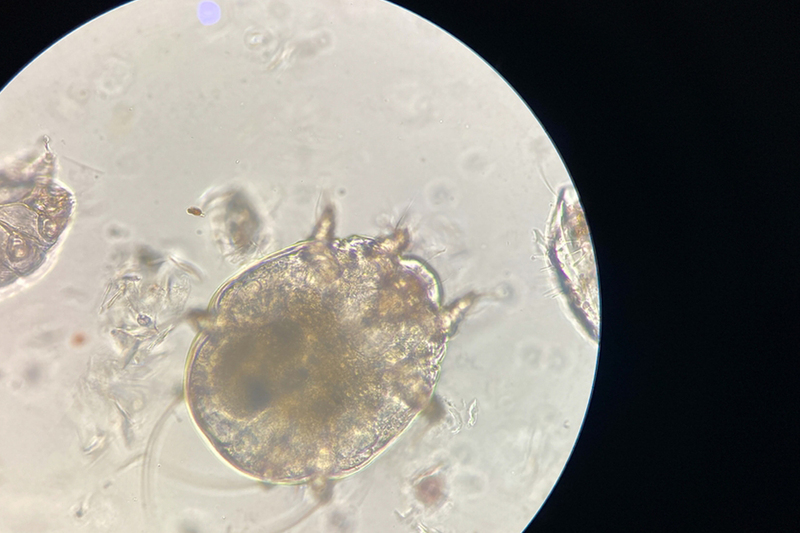 Клещи, заражающие кошку нотоэдрозом