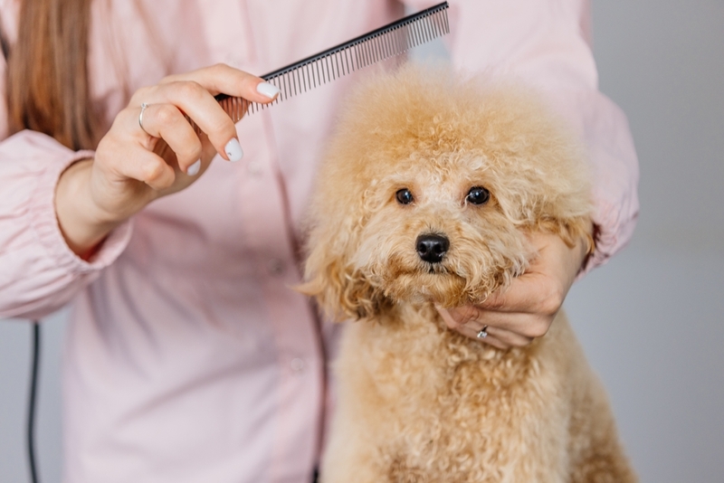 Заразиться микроспорией собака может во время груминга