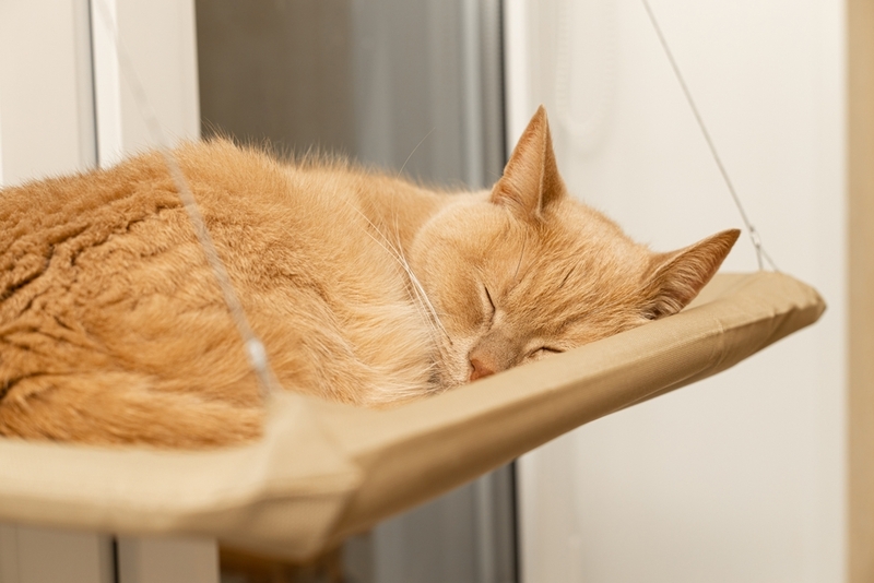 Гамак – отличный способ, как поднять кошке настроение