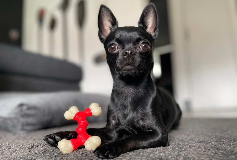 Как альтернативу костям используют игрушки для собак