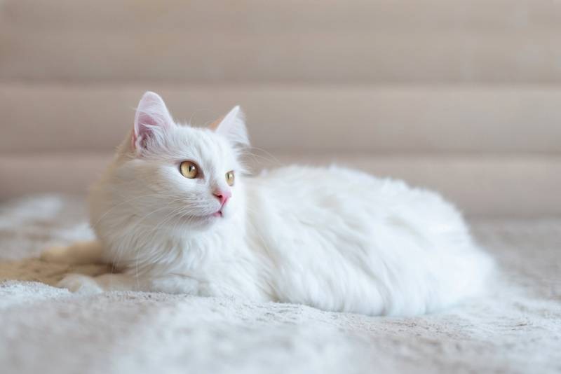 Слабость – один из симптомов дирофиляриоза у кошек