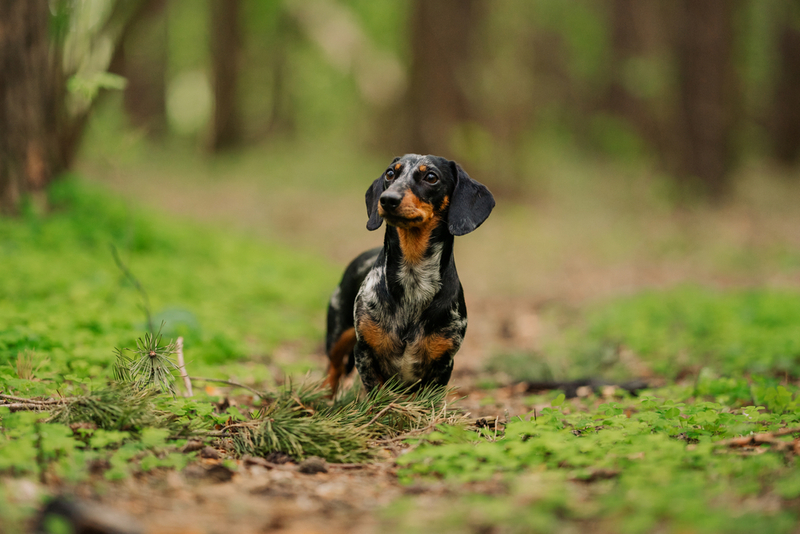 Повторную вязку такс проводят через 2 дня после первой