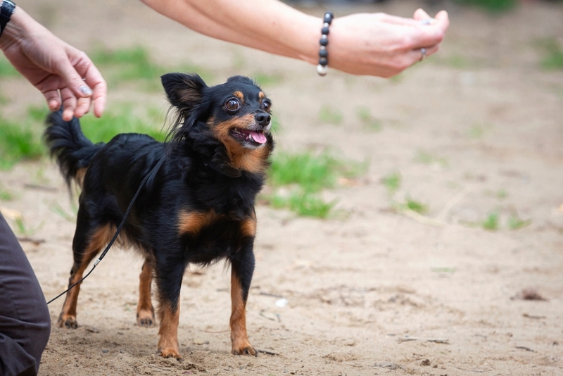 Рацион влияет на то, сколько весит русский той-терьер