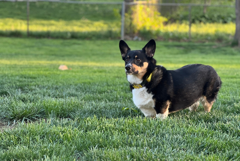 Черный корги