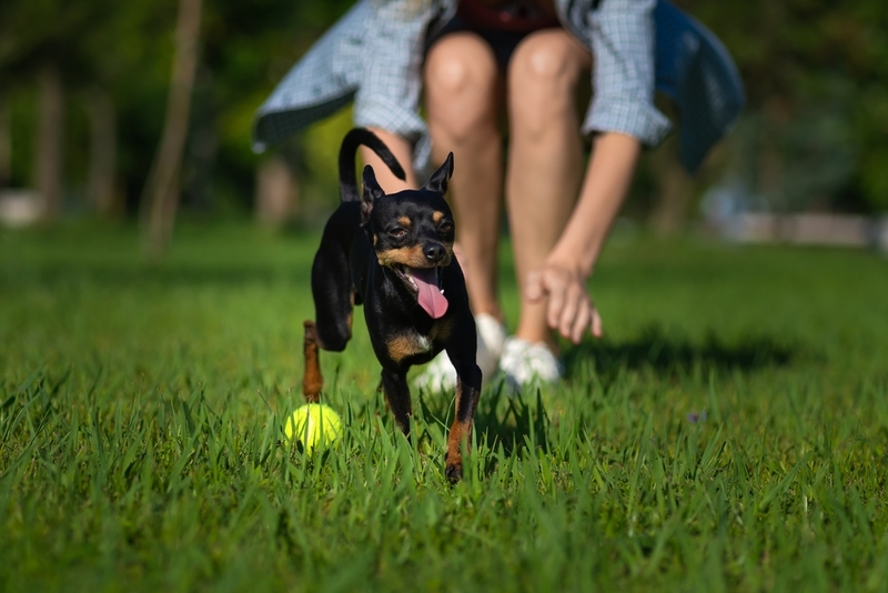 Маленькая недорогая порода собак
