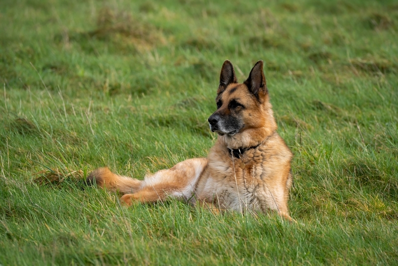 Течка у немецкой овчарки должна проходить циклично