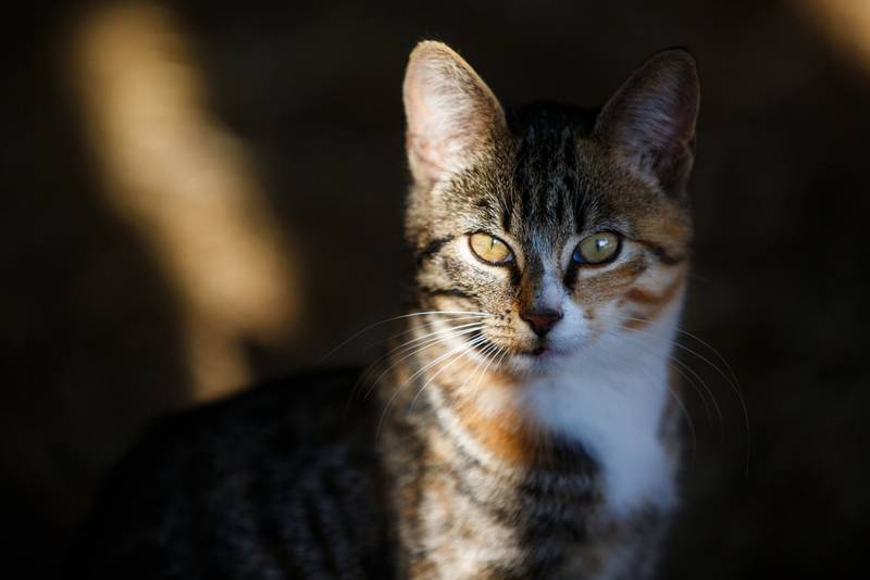 Какая у кошек память – есть ли она и сколько длится