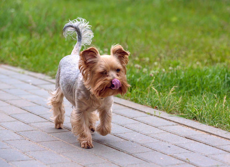 Что вызывает аллергию на йоркширского терьера?