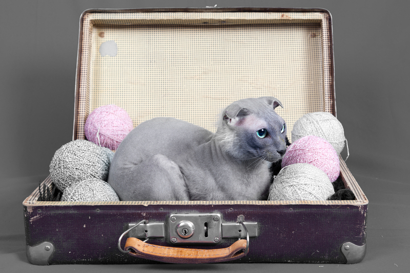 Лысая кошка с большими ушами – левкой