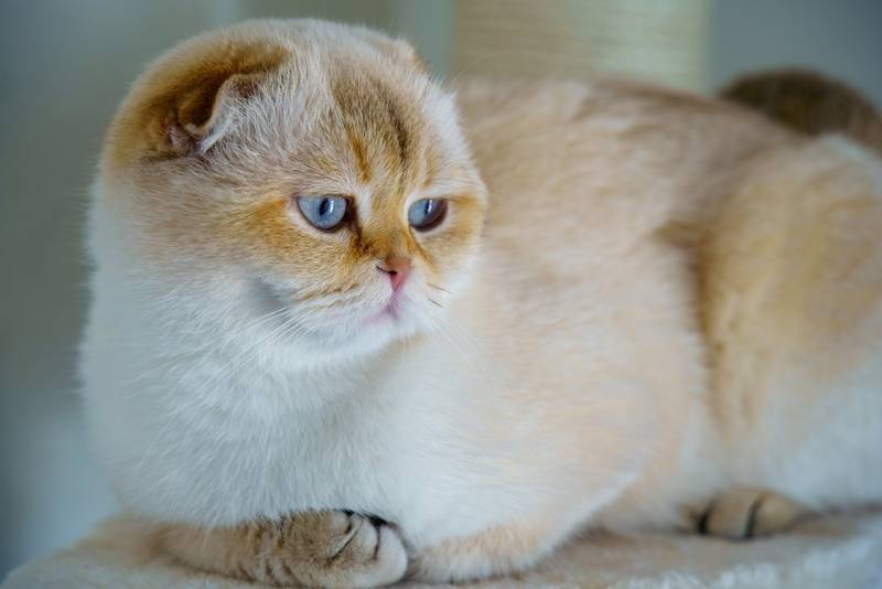 Адаптация кошки в новом доме – как помочь кошке привыкнуть к новому месту? | Hill's Pet