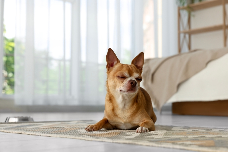 Какие породы, кроме чихуахуа, вызывают аллергию реже?