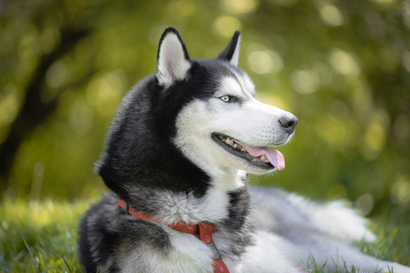 Болезни влияют на то, сколько весит хаски