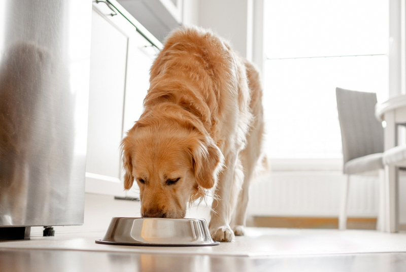 Как посадить собаку на диету?