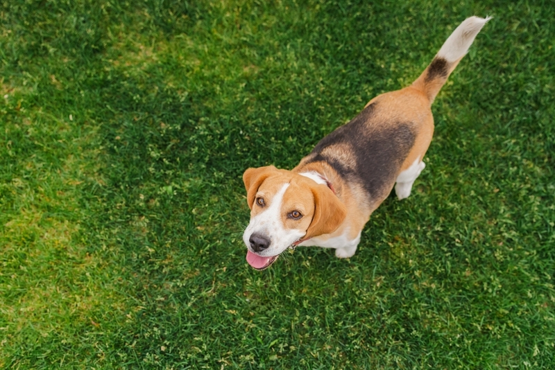 То, сколько весит бигль, зависит от разных факторов