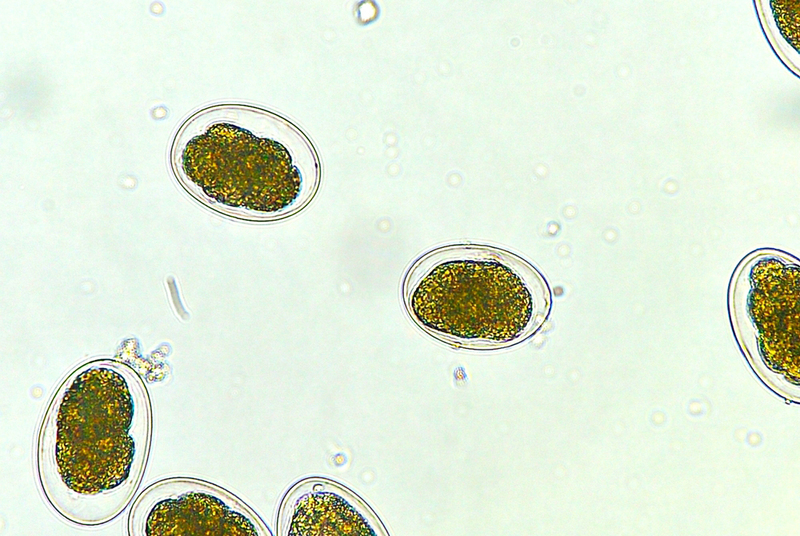Так выглядит анкилостома у кошки