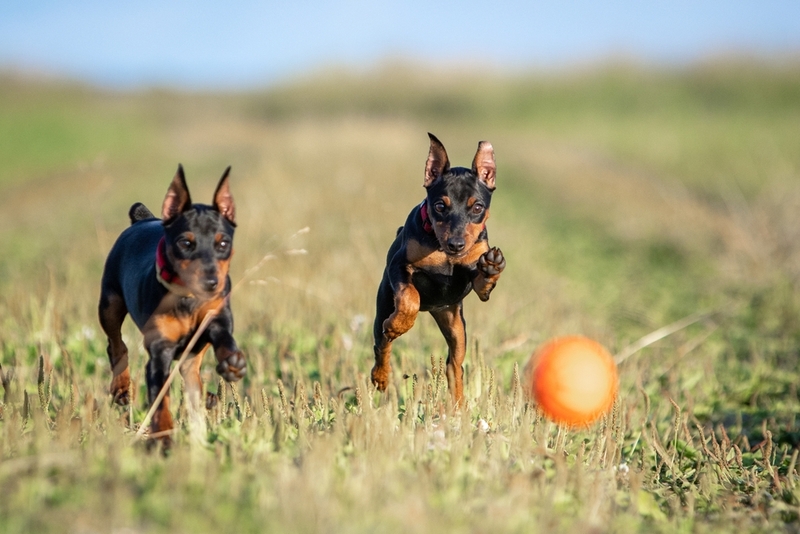 Болезни влияют на то, сколько весит цвергпинчер