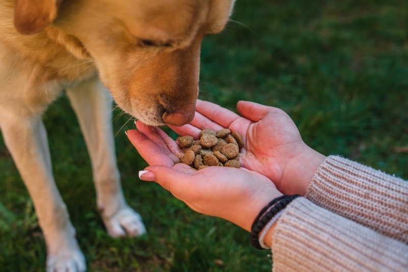 Рацион для лабрадора выбирают с учетом особенностей породы
