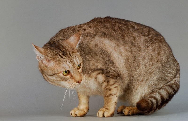 серая кошечка породы оцикет