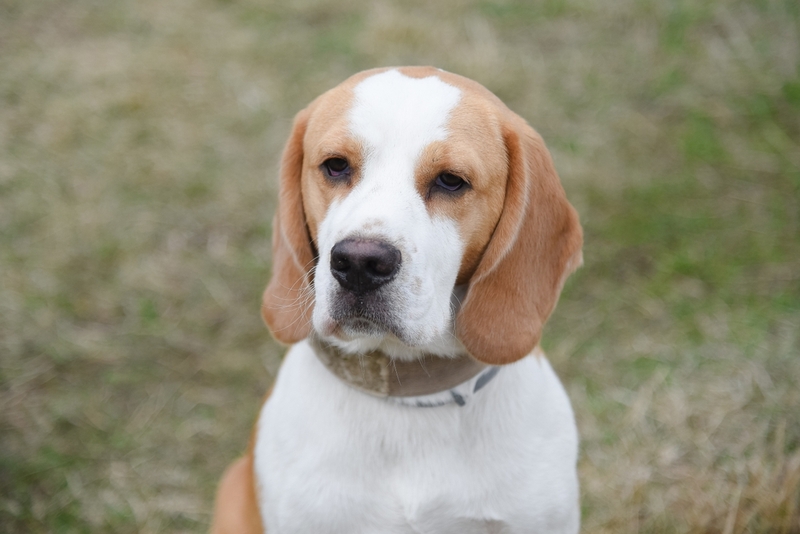 Сколько длится беременность у бигля?