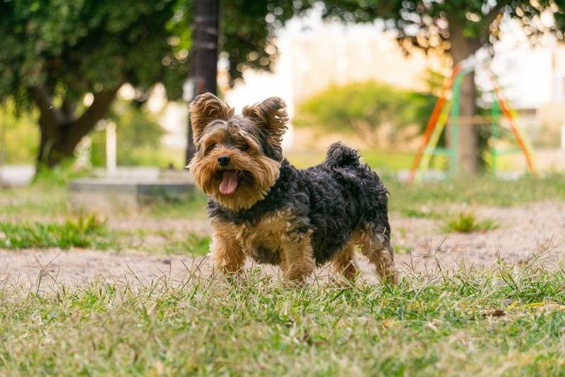 Гипоаллергенные собаки: ТОП-30 пород для аллергиков – маленьких в квартиру  и больших