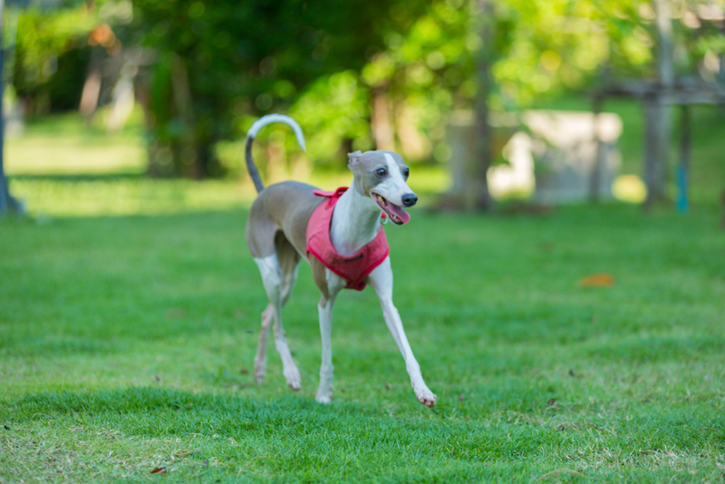 Нагрузки влияют на то, сколько весит левретка