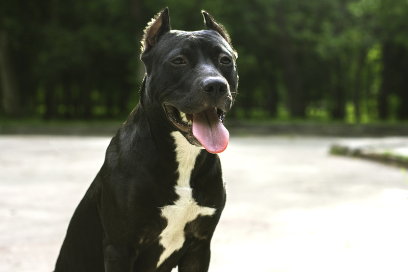 Какое содержание необходимо черному питбулю?