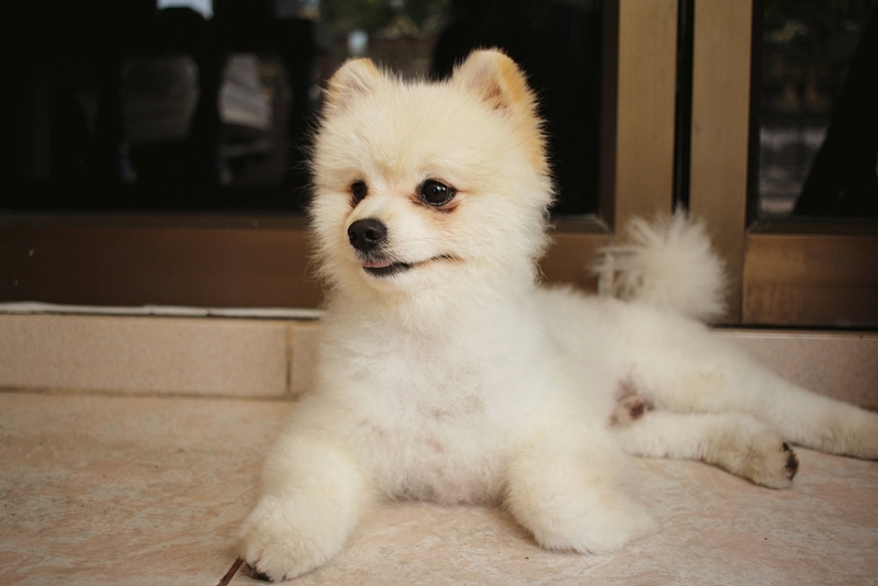 Померанский шпиц белой расцветки