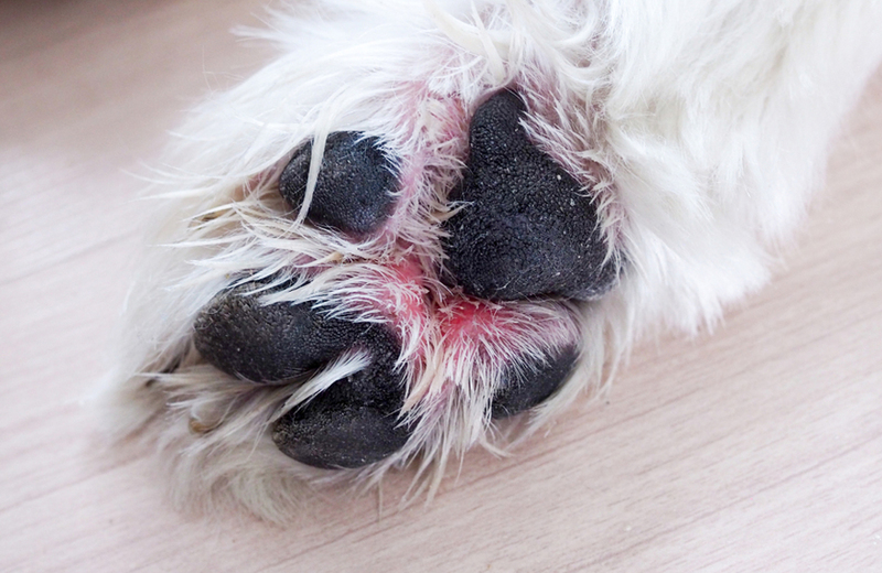 Проявления пододерматита у собаки на лапе