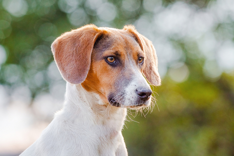 На то, сколько проживет эстонская гончая, может повлиять владелец