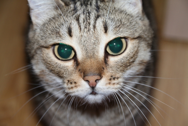 Что делать, если у вашей кошки выпадают усы?