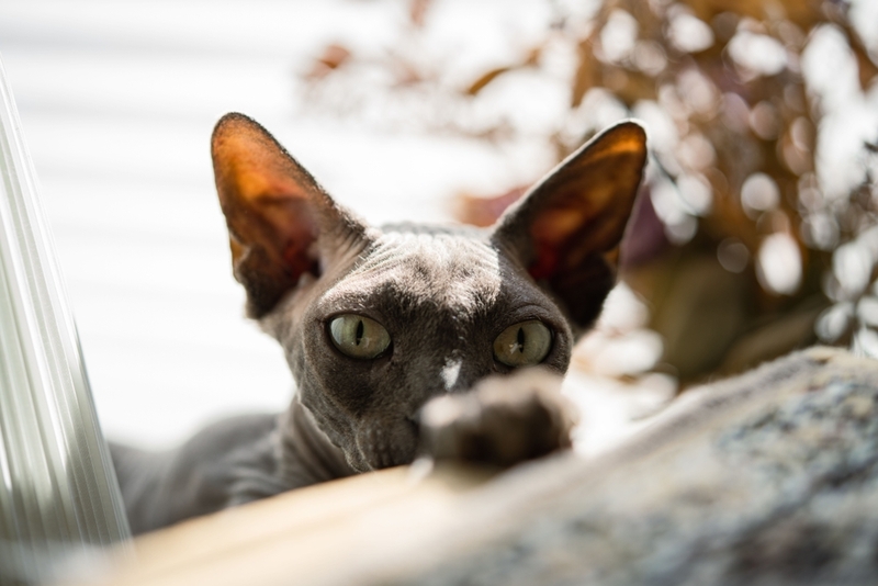 Почему появляется аллергия на сфинксов?