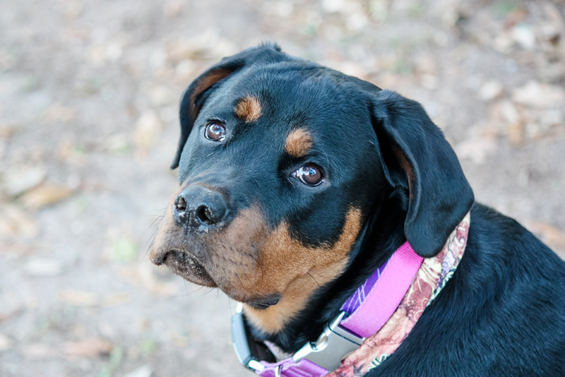 Во время беременности и после родов ротвейлеру необходим уход