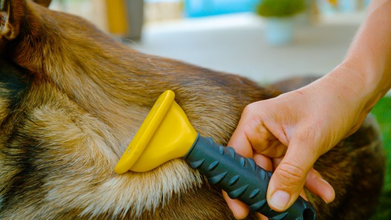 Как достать клеща у собаки, не навредив ей?